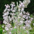 DELPHINIUM REQUIENII seed image