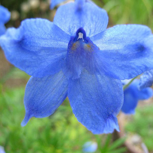 DELPHINIUM TATSIENENSE seed image