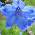 DELPHINIUM TATSIENENSE seed image