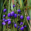 DIANELLA TASMANICA seed image