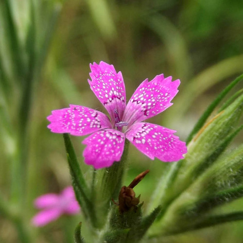 DIANTHUS ARMERIA seed image