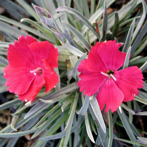 DIANTHUS BADENIA seed image