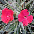 DIANTHUS BADENIA seed image