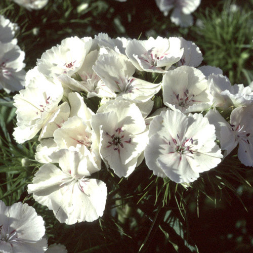 DIANTHUS BARBATUS  MIXED seed image