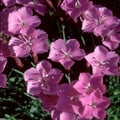 DIANTHUS CAESIUS seed image