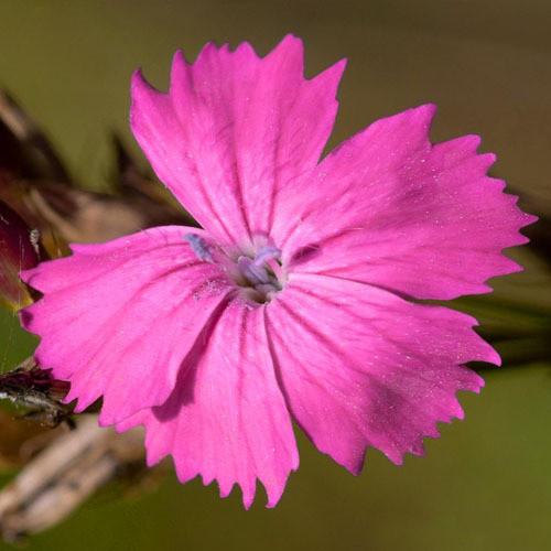 DIANTHUS CARTHUSIANORUM seed image