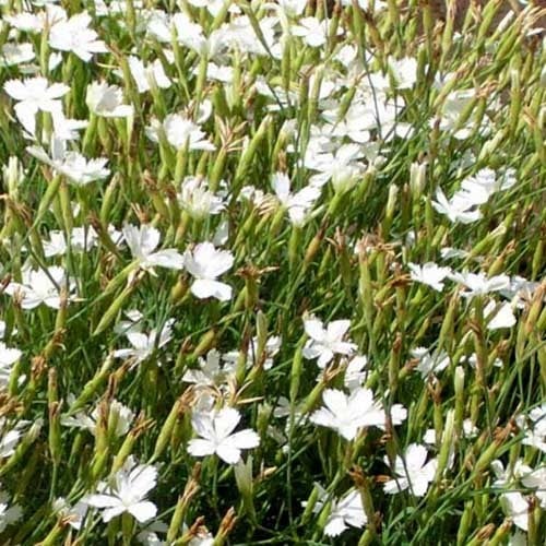 DIANTHUS DELTOIDES ALBUS CONFETTI seed image