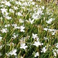 DIANTHUS DELTOIDES ALBUS CONFETTI seed image