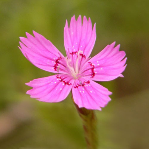 DIANTHUS DELTOIDES 'PINK MAIDEN' seed image