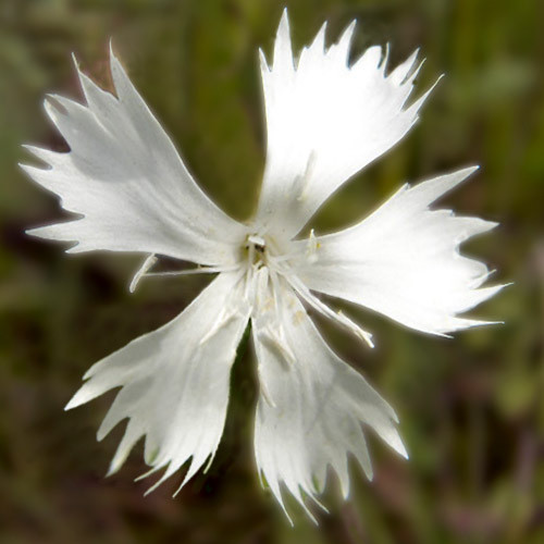 DIANTHUS FRAGRANS seed image