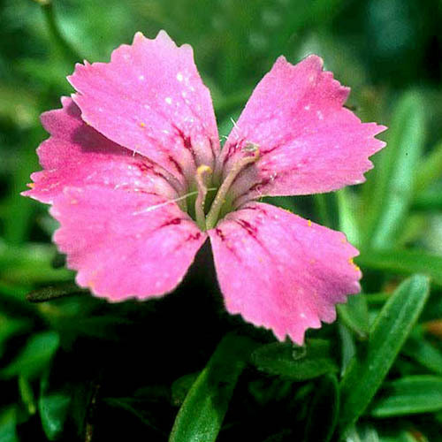 DIANTHUS GLACIALIS seed image