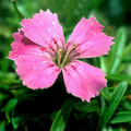 DIANTHUS GLACIALIS seed image