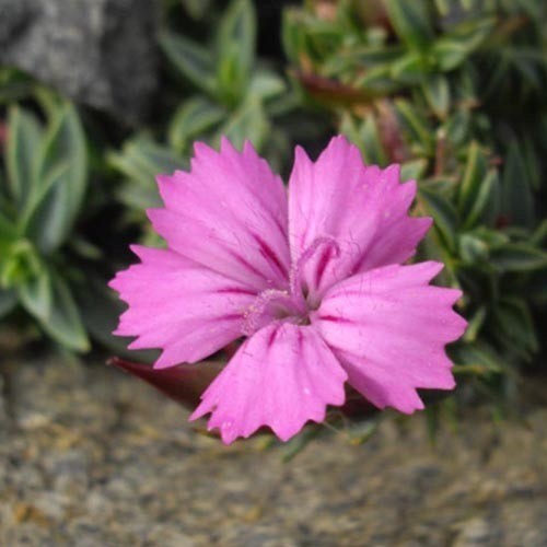 DIANTHUS HAEMATOCALYX PINDICOLA seed image