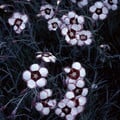 DIANTHUS MIXED SPECIES AND CULTIVARS seed image