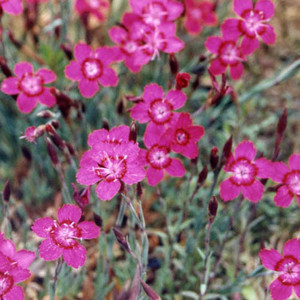 DIANTHUS MYRTINERVIS  seed image