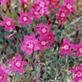 DIANTHUS MYRTINERVIS  seed image