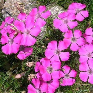 DIANTHUS PAVONIUS seed image