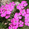 DIANTHUS PAVONIUS seed image
