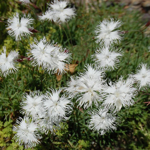 DIANTHUS SQUARROSUS seed image