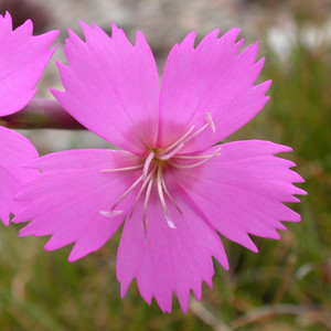 DIANTHUS SYLVESTRIS seed image