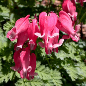 DICENTRA FORMOSA seed image