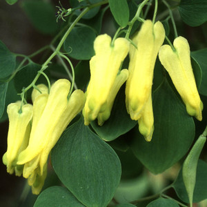 DICENTRA SCANDENS seed image