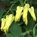 DICENTRA SCANDENS seed image