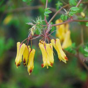 DICENTRA TORULOSA seed image
