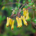 DICENTRA TORULOSA seed image