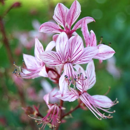 DICTAMNUS ALBUS var. PURPUREUS seed image