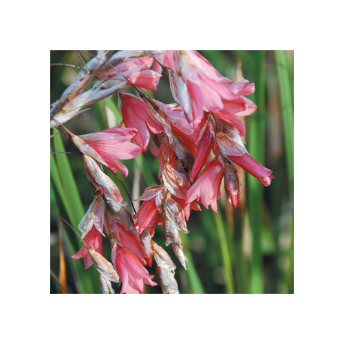 DIERAMA AMBIGUUM seed image