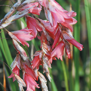 DIERAMA AMBIGUUM seed image