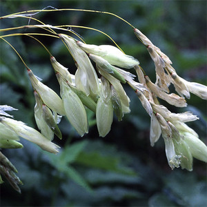 DIERAMA ARGYREUM seed image