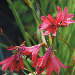 DIERAMA BARR  HYBRIDS (PULCHERRIMUM) seed image