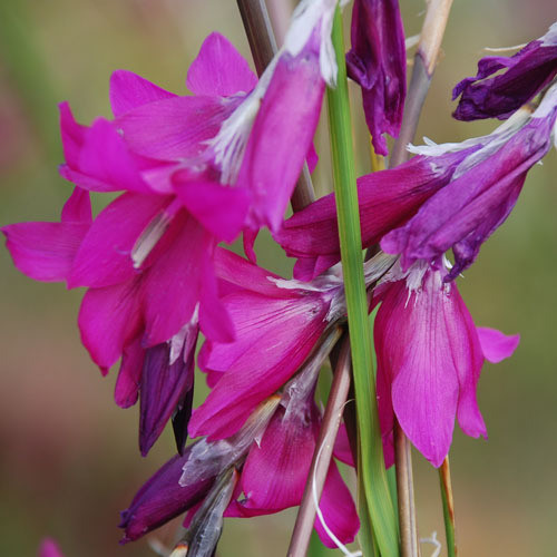 DIERAMA PULCHERRIMUM  'BLACKBERRY BELLS' seed image