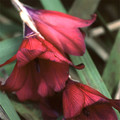 DIERAMA PULCHERRIMUM 'BLACKBIRD' seed image