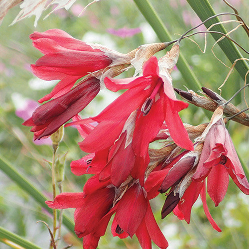 Angel's Fishing Rod [Dierama Erectum] - Autumn Sparkler - 10+ seeds  (Approx)