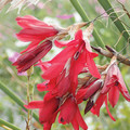 DIERAMA BLOOD DROPS seed image