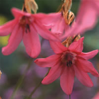 DIERAMA DRACOMONTANUM seed image