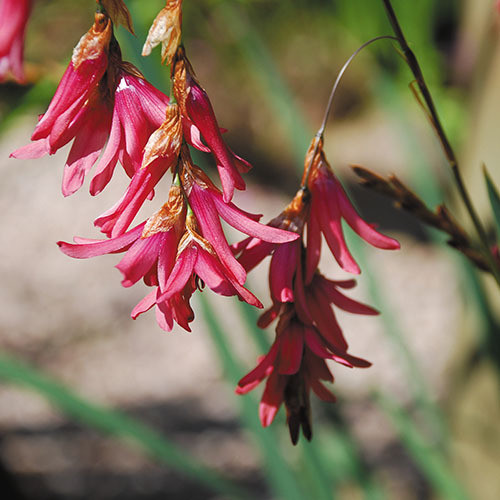 DIERAMA IGNEUM seed image