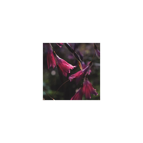 DIERAMA MOSSII seed image