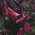 DIERAMA MOSSII seed image