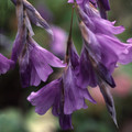DIERAMA NIXONIANUM seed image