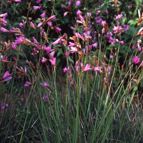 DIERAMA PAUCIFLORUM seed image