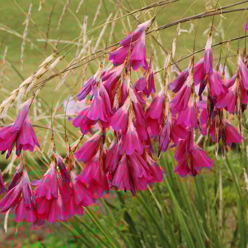 DIERAMA PULCHERRIMUM 'PINK FAIRIES' seed image