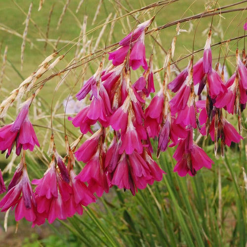 Dierama pulcherrimum / Angel's Fishing Rod / Evergreen Perennial / 30 Seeds