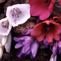 DIERAMA PLANT WORLD JEWELS seed image