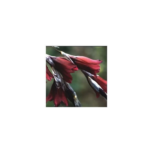 DIERAMA REYNOLDSII seed image
