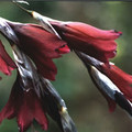 DIERAMA REYNOLDSII seed image