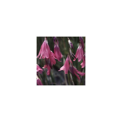 DIERAMA RIPARIA seed image